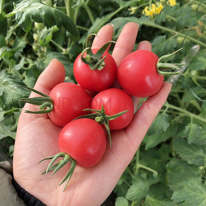 贝贝圣女果新鲜小番茄樱桃西红柿圣女果5斤生鲜小番茄水果 3斤