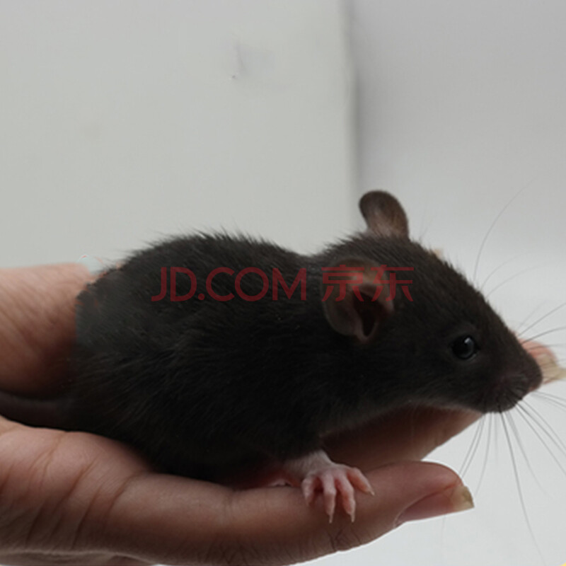 double yellow花枝鼠活体 宠物飞象耳花枝鼠 哈士奇花枝鼠 小宠物 全国包活飞象耳奶牛大白 普耳纯黑宝宝【白手套】【图片 价格 品牌 ...