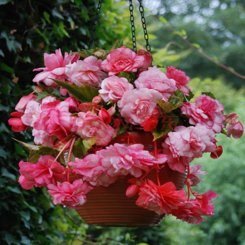 泰西絲 球根海棠種球四季開花盆栽花卉植物好養香味d5 垂吊 燦爛阿狸