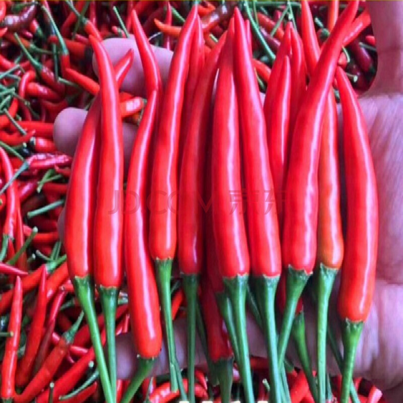 新鲜小米椒超辣泰椒自剁酱特辣朝天椒5斤 1000g