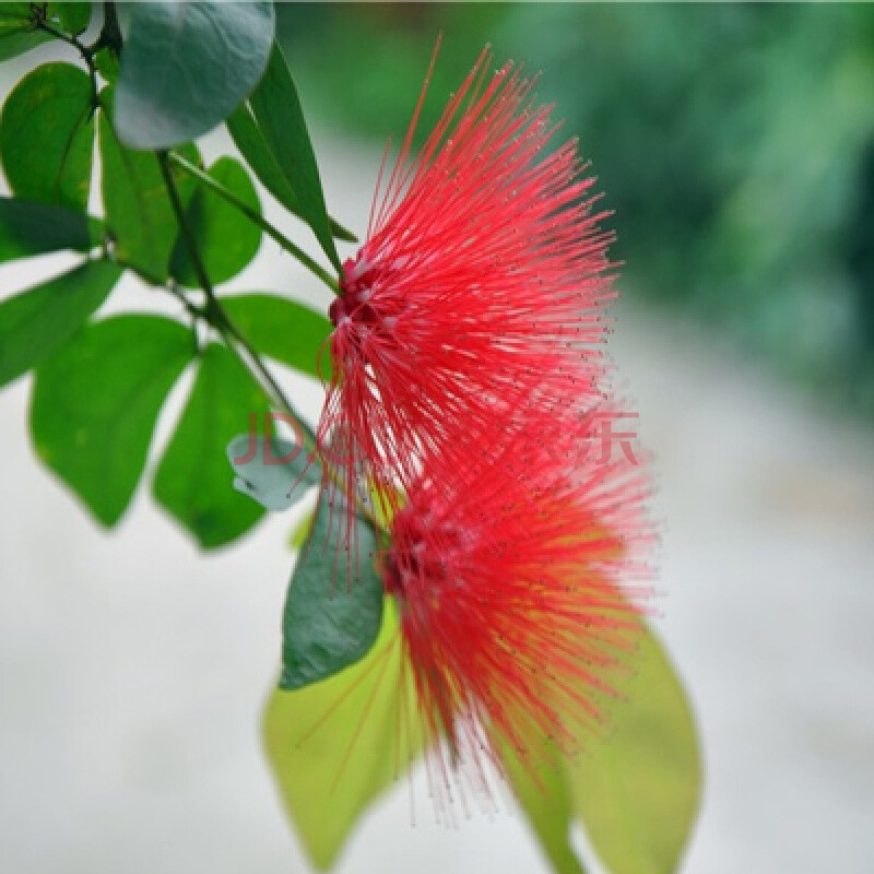 合歡花樹苗工程園林綠化植物合歡樹苗樹木庭院綠化苗木芙蓉樹苗 紅