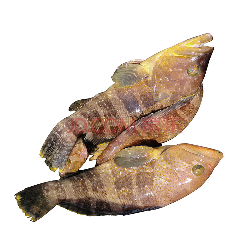 石斑鱼鲜活水产海捕土石斑新鲜急冻小石斑鱼船冻老虎斑东星斑【图片 