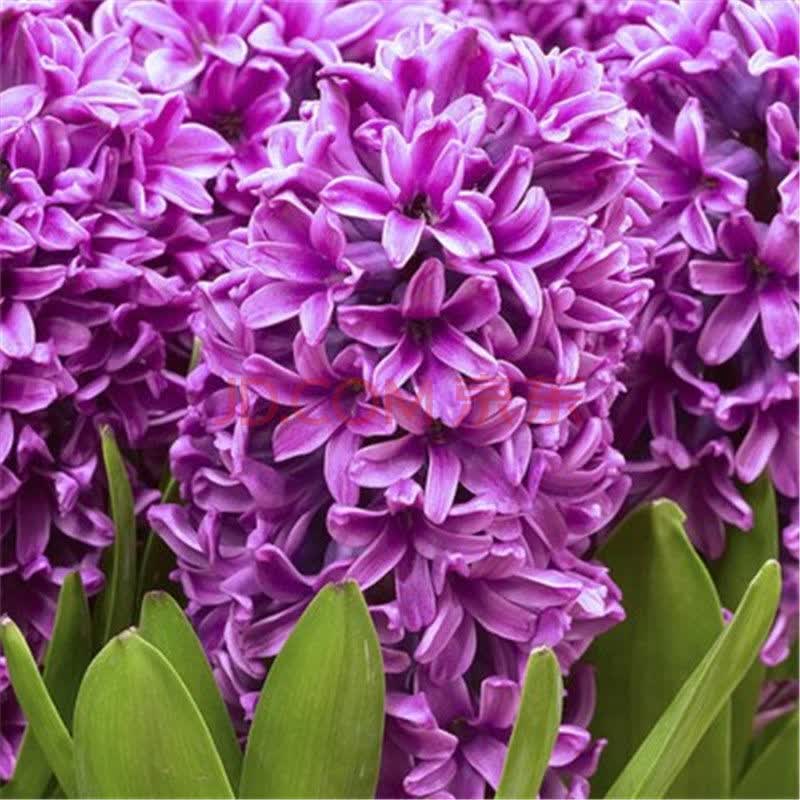 风信子种球水培植物盆栽室内阳台种植好养的花百合水仙花种球 西贡