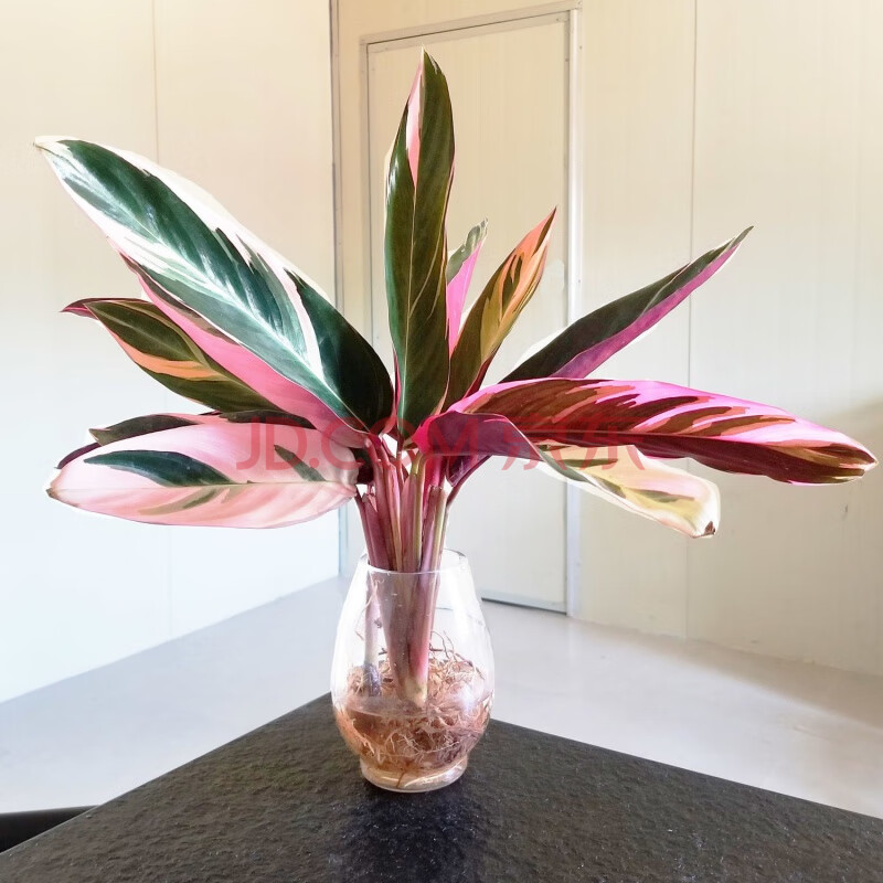 凤凰羽水培植物室内绿植花卉盆栽富水养好养客厅花 两棵凤凰羽(不含盆