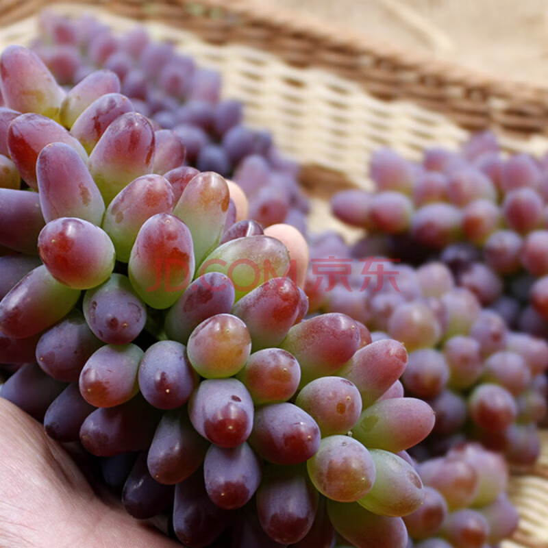 茉莉香葡萄玫瑰香雲南新鮮水果應季花香郁金香無籽提 5斤