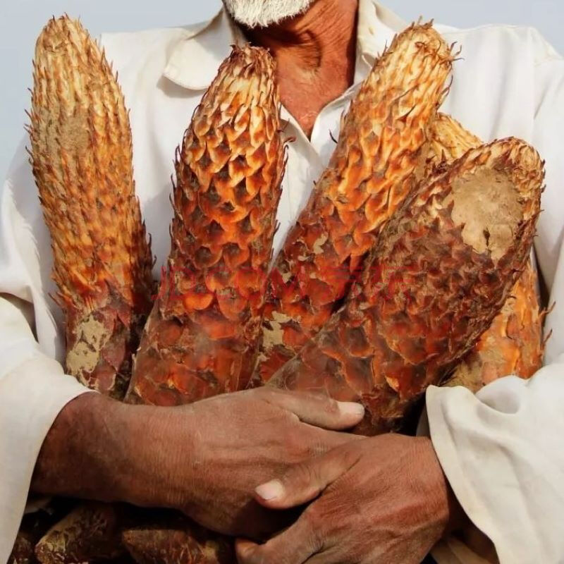 【新疆馆】新鲜大芸 肉苁蓉 新疆特产沙漠肉苁蓉 3斤