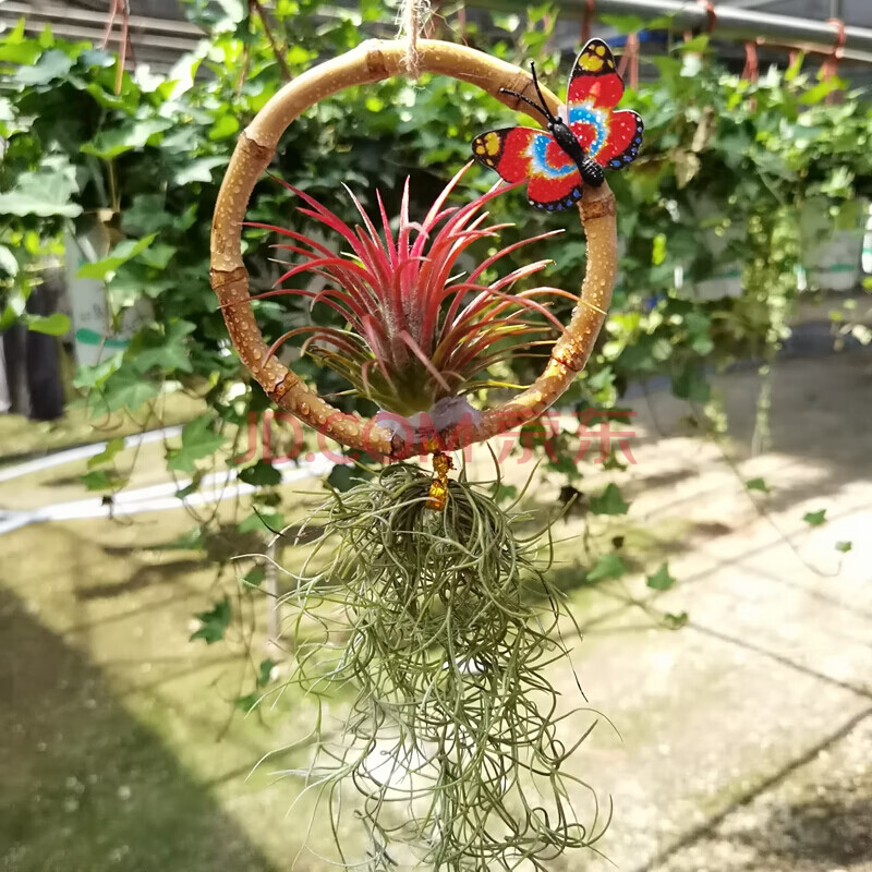 空氣鳳梨老人須紅精靈組合空氣草掛飾無土植物超好養垂吊 竹圈 裸根不