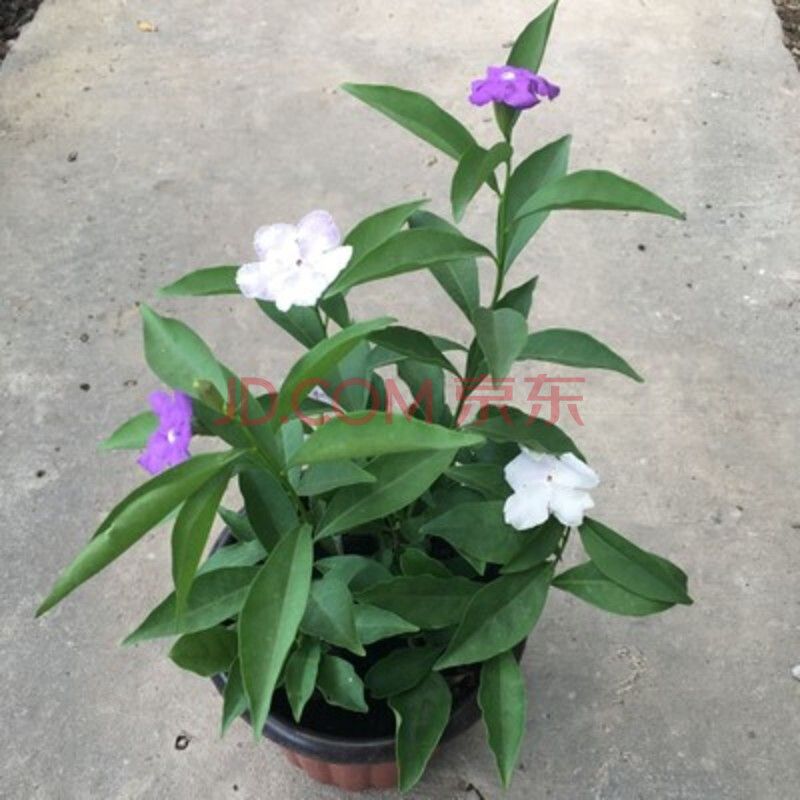 雙色茉莉 雙色花 鴛鴦茉莉花苗 家庭陽臺室內盆栽芳香花卉綠植 小苗