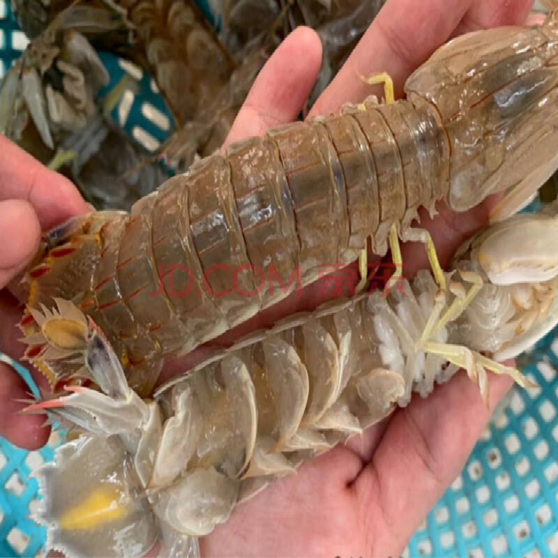 皮皮虾超大特大爬爬虾全母带膏虾蛄新鲜海虾海鲜水产 欧因