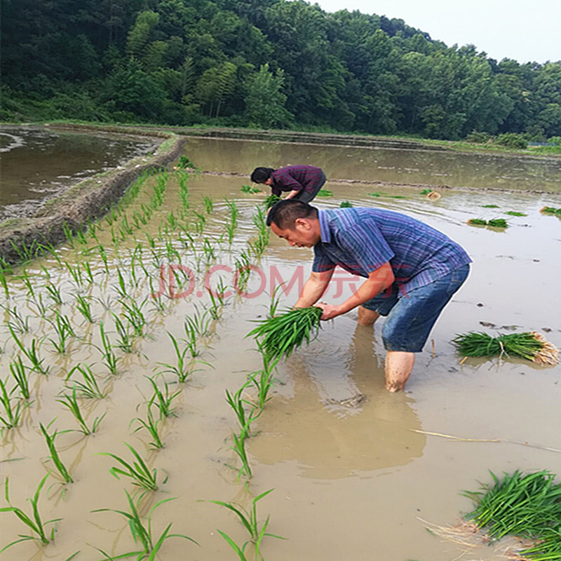 2019年中稻新米自种湖南农家晚稻泉水黄花粘农村长粒大米20斤装