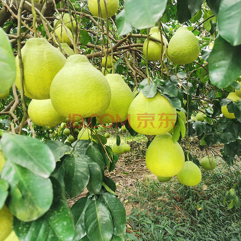 【精选s级】广东梅州柚子沙田柚当季新鲜应季水果1.
