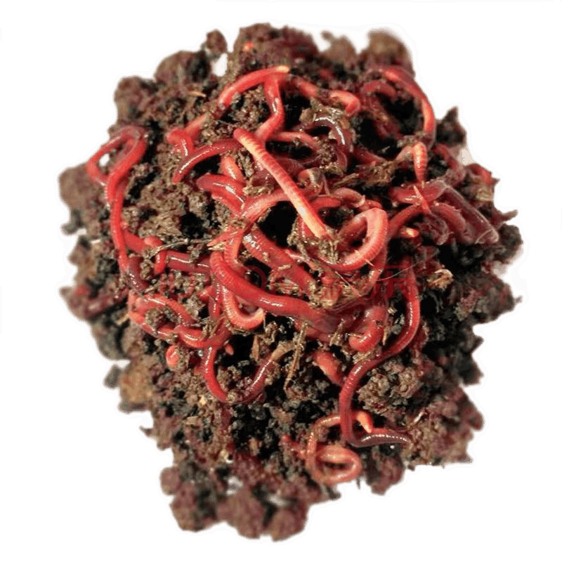 红虫活饵鲜活红蚯蚓大号活体钓鱼鱼饵喂鱼饵料野钓鲫鱼鱼食 半斤 养殖