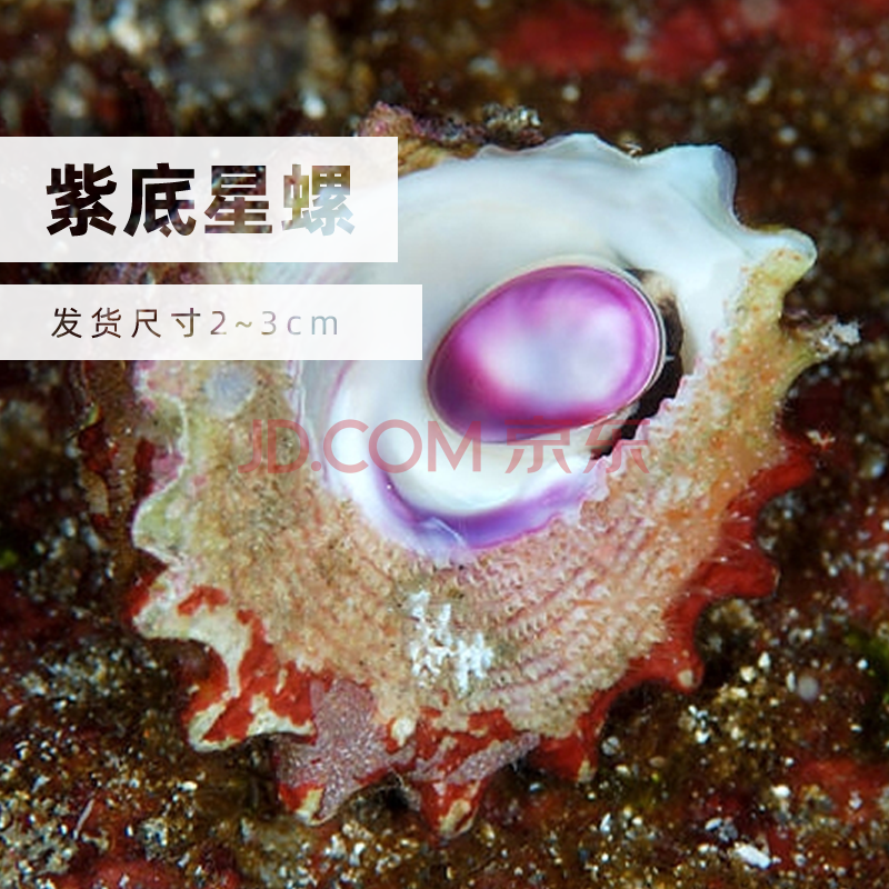 觀賞魚活體清潔工大軍水族翻沙海星活體紅電光蟹海參辦公水族館海缸