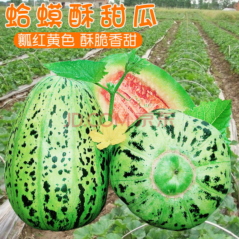 脆瓜香瓜籽薄皮盆栽甜掉牙春夏季水果种孑 蛤蟆酥甜瓜(原包装约200粒)