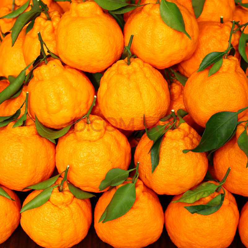 四川丑橘丑八怪不知火丑柑现摘耙耙柑应季水果批发 普通装() (带箱9.