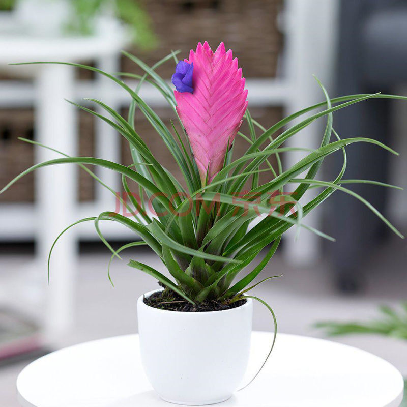 铁兰小盆栽四季开花紫花凤梨室内桌面办公花卉吸甲醛净化空气 铁兰