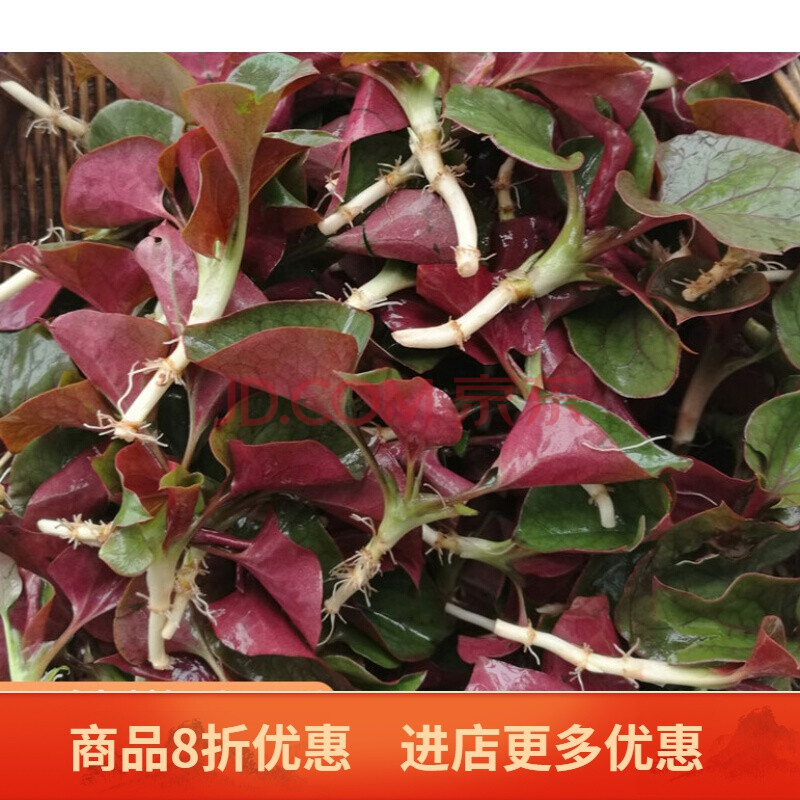 新鲜鱼腥草折耳根叶子2斤野生四川凉拌即食鲜鱼腥草鱼心草节耳根