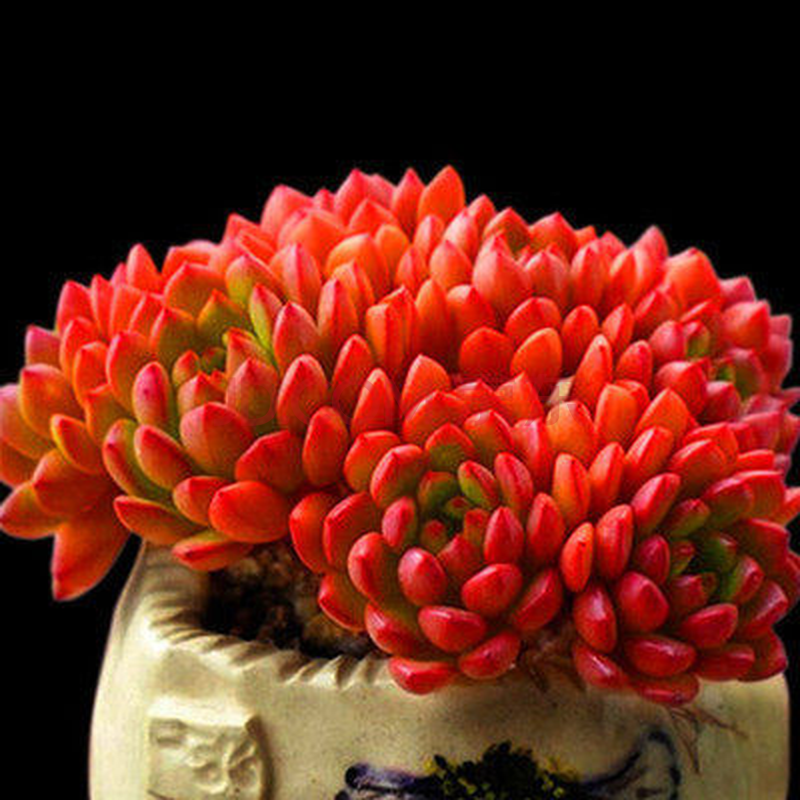 稀有多肉植物品种玉露钱串肉肉室内带盆栽好花卉贵货老桩多头 红宝石