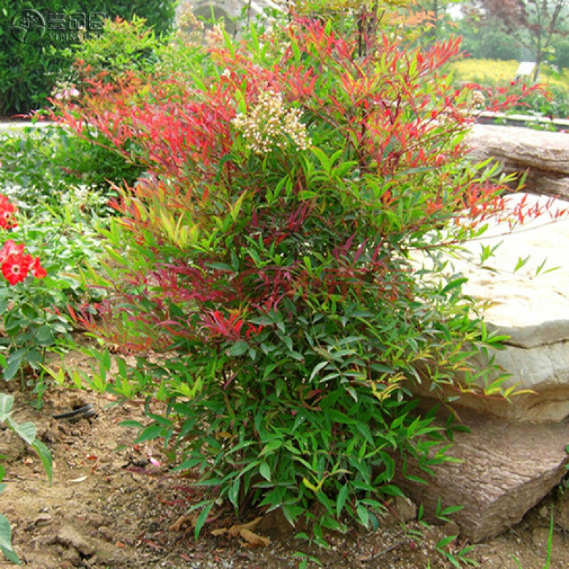 晓浩 南天竹苗绿化苗木别墅庭院植物树苗南天竺红天竹蓝天竹花卉盆地