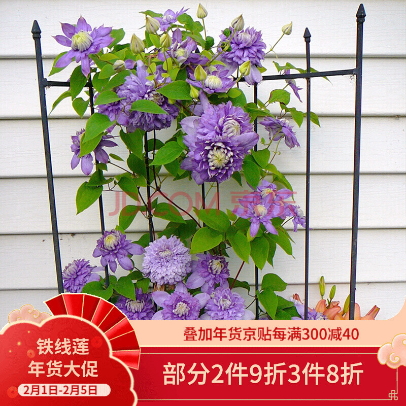 进口艾维森铁线莲p7盆栽苗 阳台丰花系列大花型花苗b组 骑士 p7
