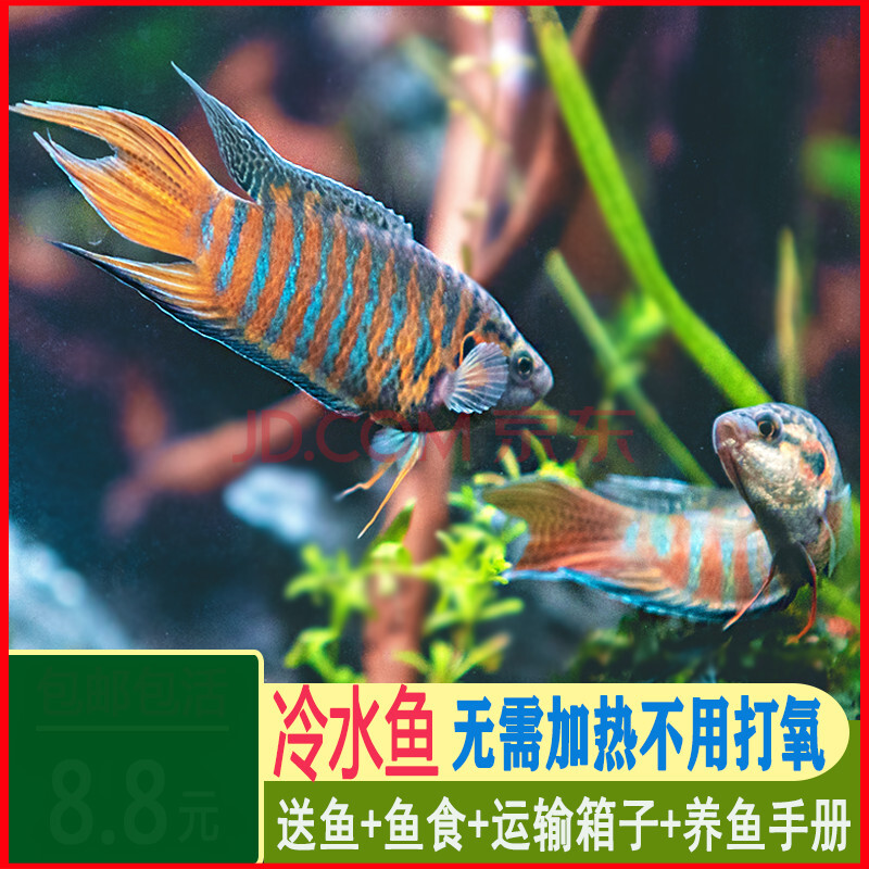 魚好養耐養魚金魚小型鬥魚魚苗錦鯉 普叉【公母一對】公7-9母6-8cm