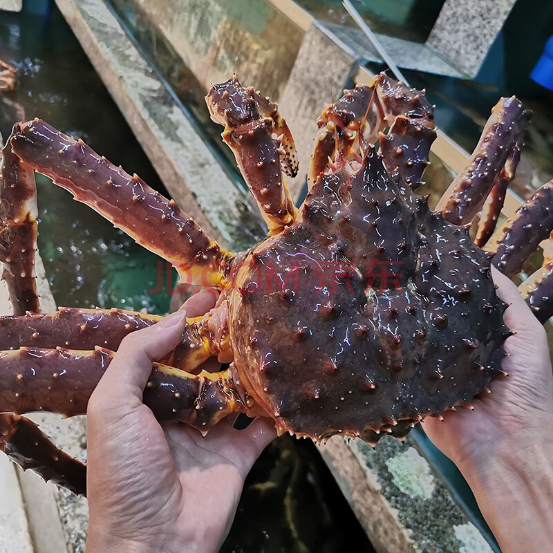 港遇海鲜 阿拉斯加鲜活帝王蟹 海鲜水产深海大螃蟹 【帝王活蟹】8.