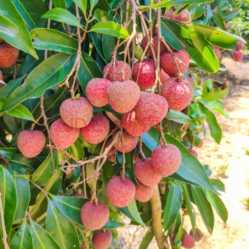 广西灵山三月红荔枝新鲜当季水果应季荔枝 500g