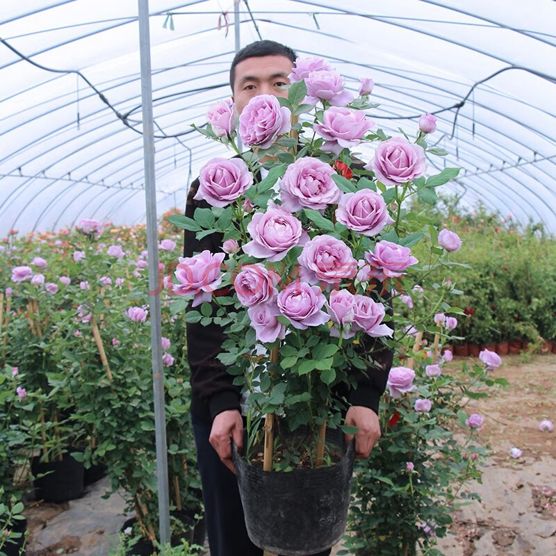 藤本月季花苗爬藤大苗薔薇花苗四季爬牆開花玫瑰月季植物攀援松之夢