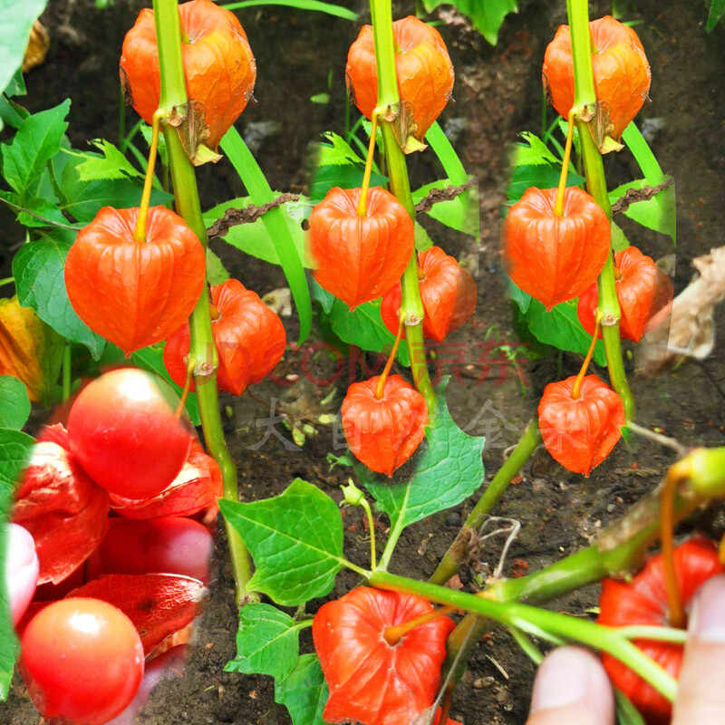 菇娘果种子红黄姑娘果种籽东北灯笼果阳台盆栽春秋季四季水果种孑 红