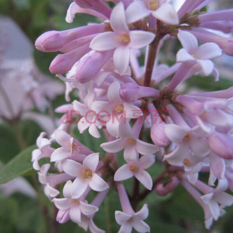 丁香花苗 院 盆栽可開花植物丁香花樹苗濃香花卉香飄十里 丁香苗 紅色