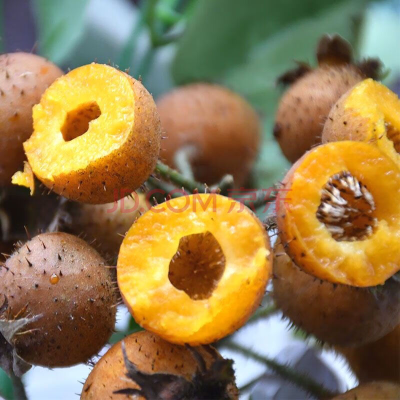 贵州特产新鲜金刺梨鲜果无籽刺梨果应季水果现摘榨汁生吃 金刺梨1斤尝