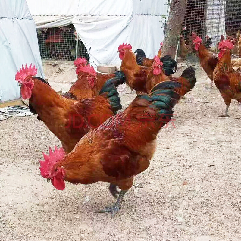 棠鲜生 青脚红瑶鸡种蛋纯种红瑶受精蛋可孵化小鸡土鸡蛋 50枚