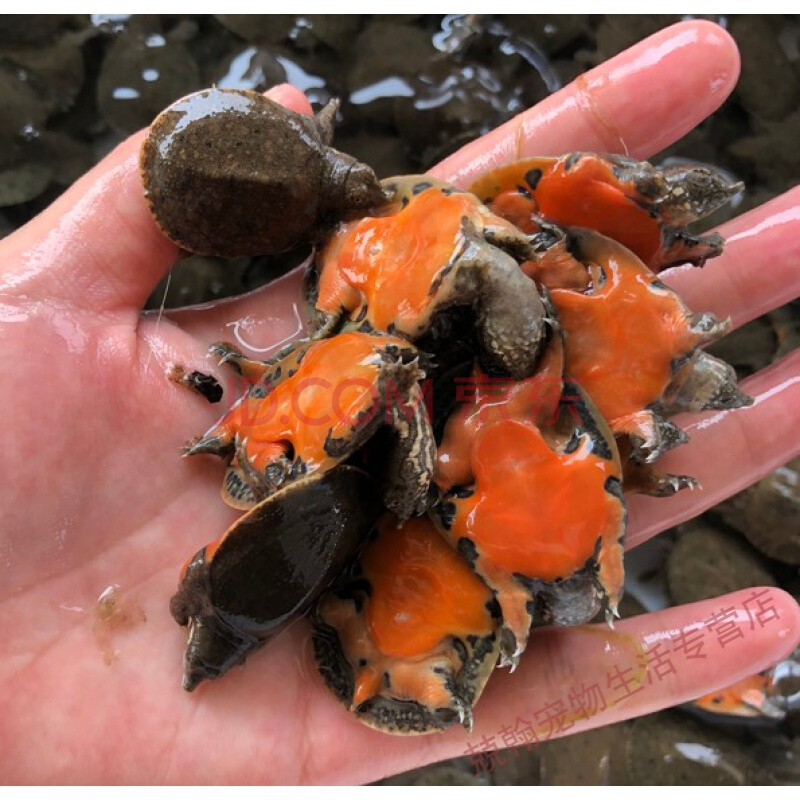 红腹中华鳖3-4厘米 孤单1只颗粒粮1包