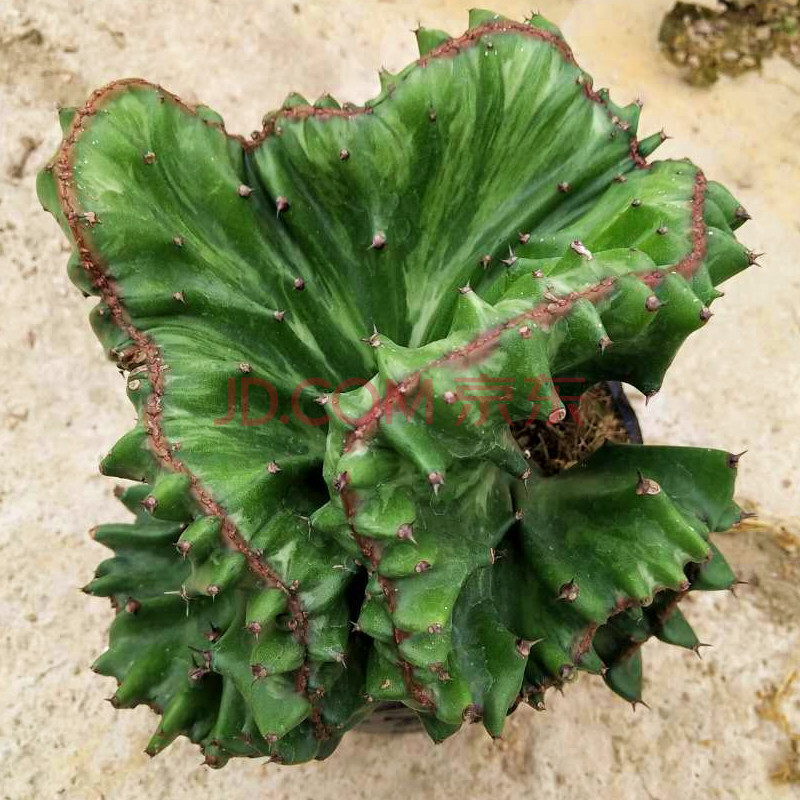 chuangyi 麒麟掌植物 仙人掌盆栽綠植花卉玉麒麟 麒麟掌盆景 多肉植物