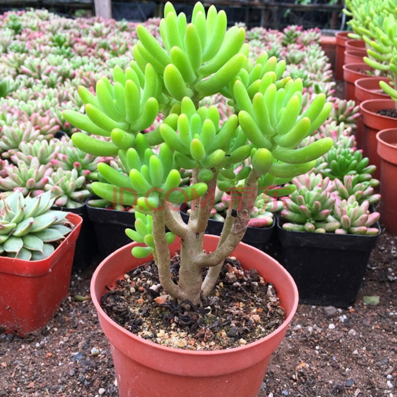 大紫心多头老桩多肉植物粉色回忆紫色肉肉新手好养绿植花卉盆栽