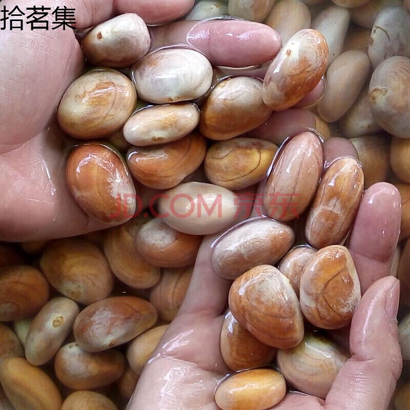 2斤新鲜菠萝蜜核种子大树菠萝蜜果核仁籽新鲜水果核菠萝蜜籽 *1