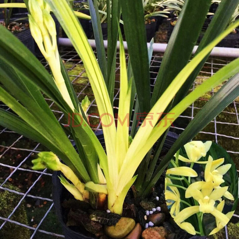 6苗连体 兰花建兰 绿鸟嘴 四季开花 室内盆栽绿植花卉 七彩神童 1苗