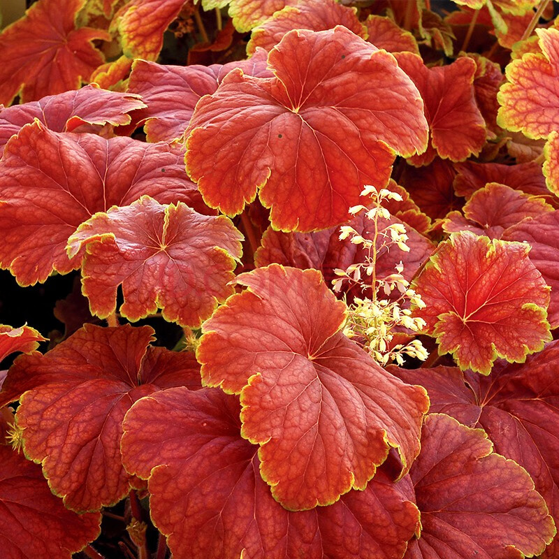 矾根盆栽花苗多彩观叶变色花镜打造耐阴耐寒彩叶草多年生庭院阳台四季