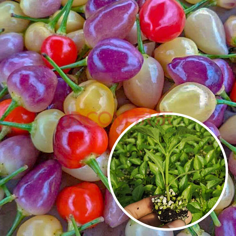 寿禾七彩椒苗蔬菜苗多彩不辣观赏可食用秧苗苗子 七彩辣椒六彩泡椒苗6