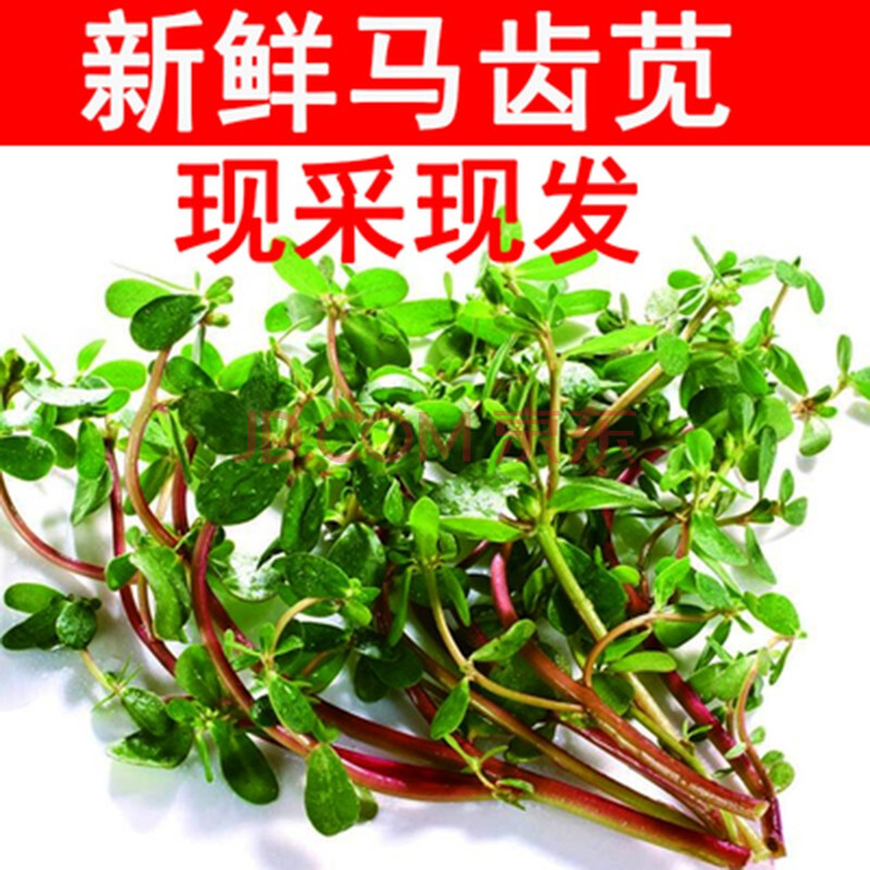 新鲜马齿苋野菜4斤蔬菜马笕菜蚂蚱菜长寿菜马蜂菜 1000g