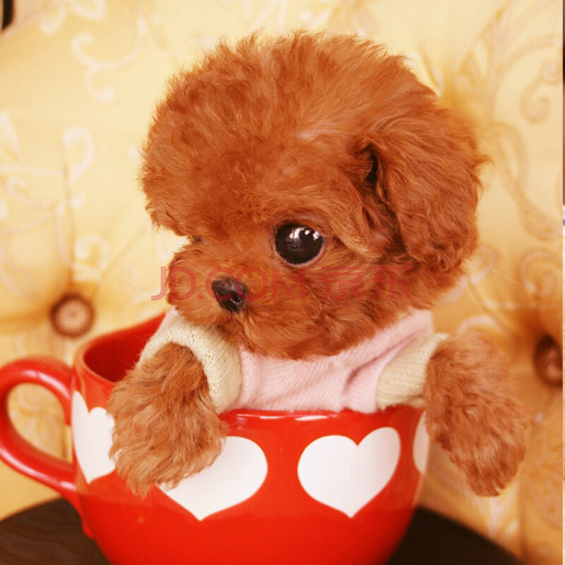 【30天】出售纯种小型泰迪犬幼犬长不大的家养茶杯犬迷你型活体贵宾