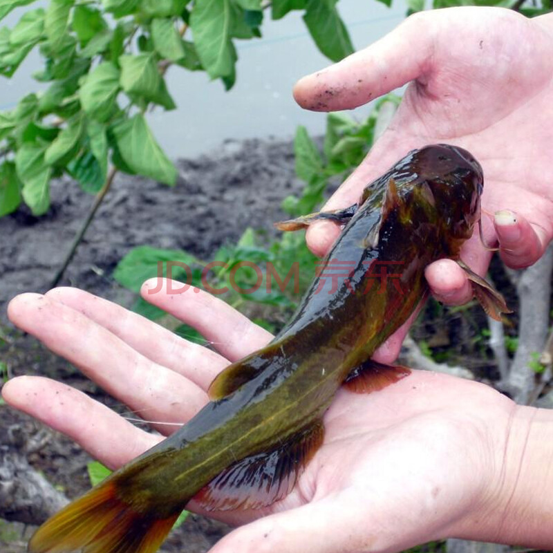 養殖黃鴨叫黃丫頭冷水全雄放生角角魚昂刺黃顙魚魚苗黃辣丁魚苗批發