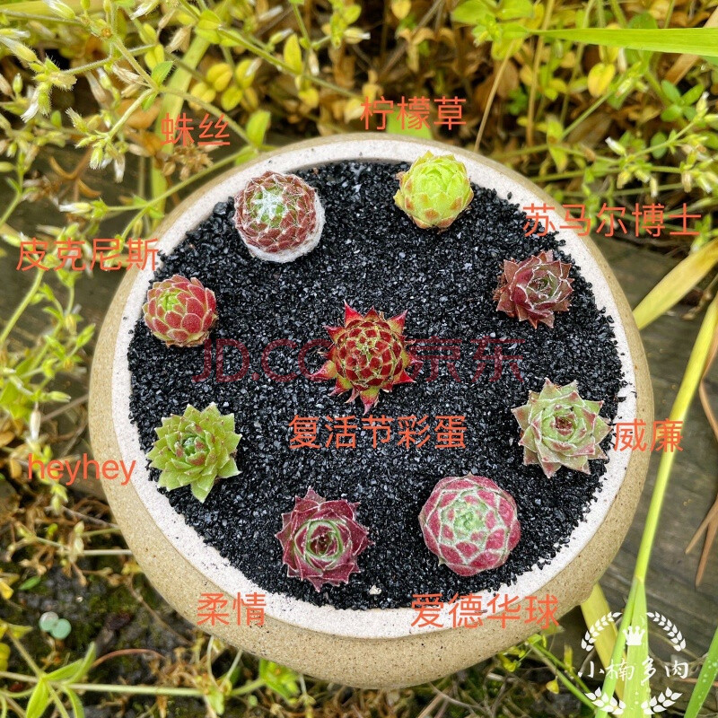 长生草系列套餐 多肉植物办公室盆栽新手组合好养易养活 小楠多肉 9颗