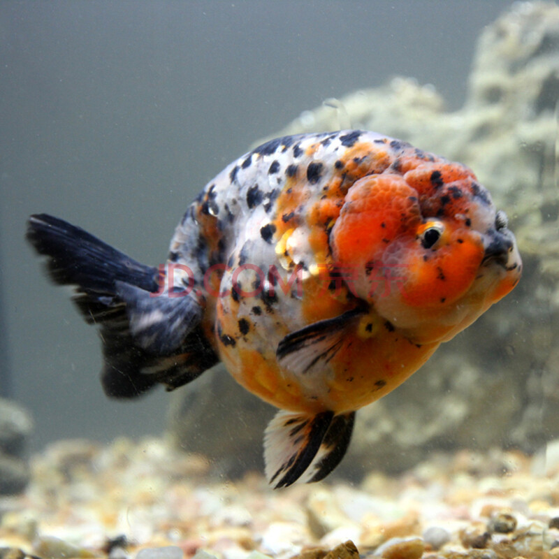 兰寿金鱼活体 黑寿淡水鱼 观赏鱼淡水鱼冷水鱼宠物小金鱼狮子头金鱼