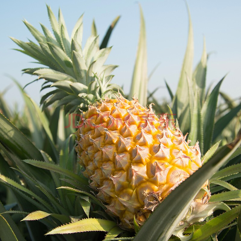 正宗徐闻巴厘菠萝 精选大果 当季水果产地直发 【3斤试吃装】2个中果
