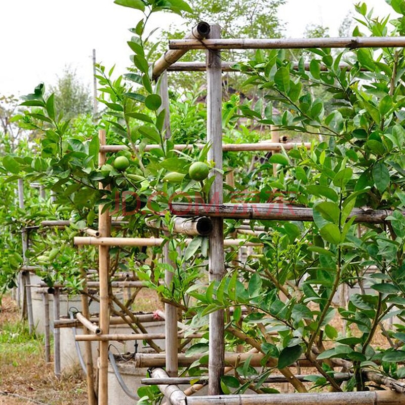 致薈樹 檸檬樹苗陽臺盆栽庭院地栽苗圃花卉水果樹苗木南方北方高產