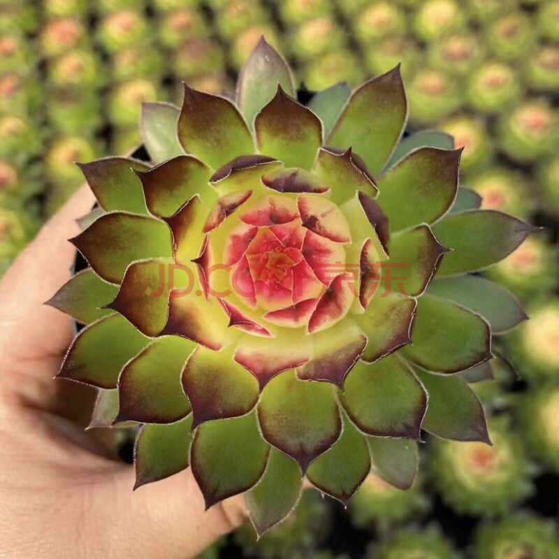 【精选】多肉观音莲长生草系列多肉云南开挂区多肉不含盆土 七彩莲9