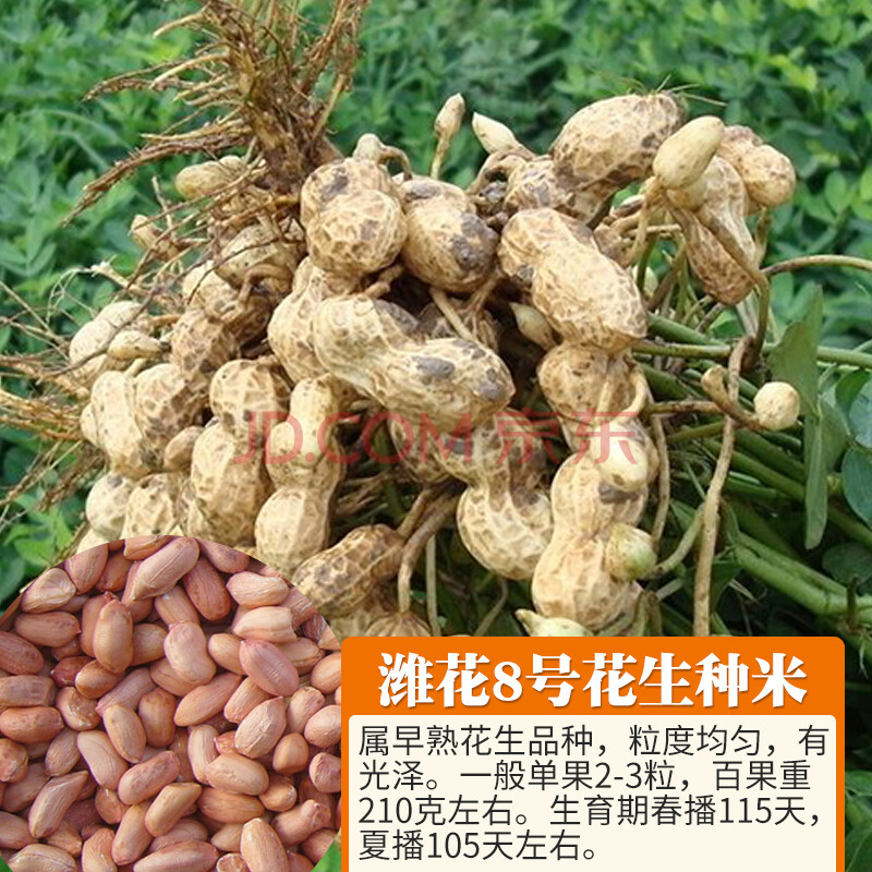 種籽子發芽山東高產可食用可做種子種植早熟種子 去殼花生種米【濰花8