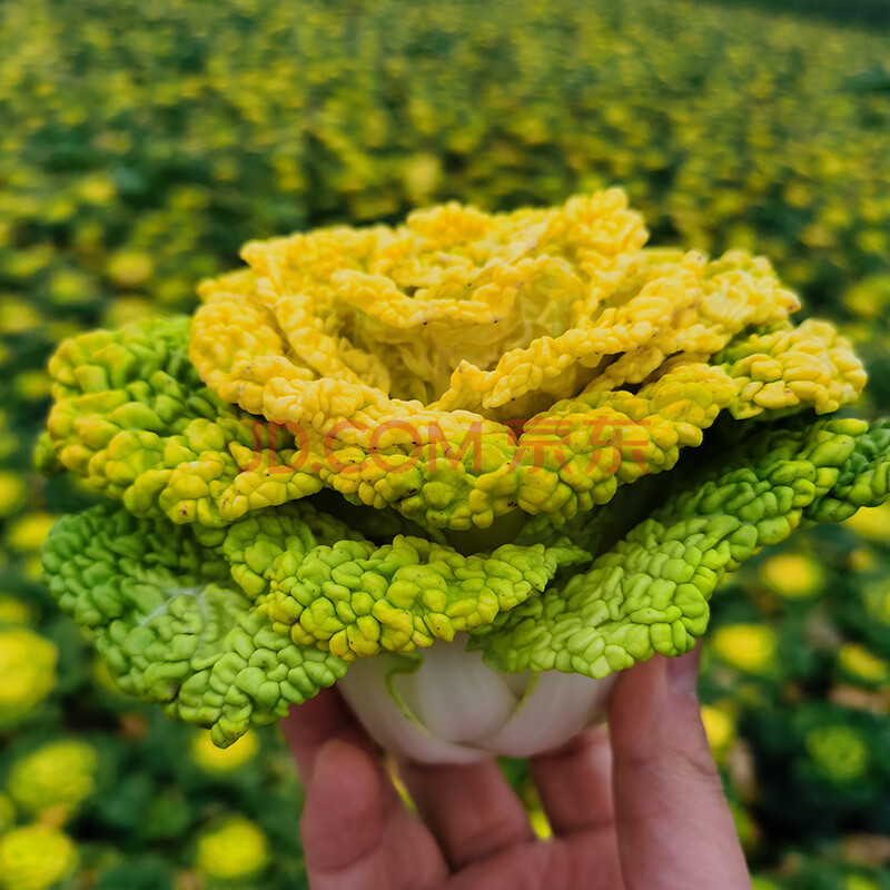黄心菜新鲜农家自种乌塌菜白菜菊花心青菜 10斤