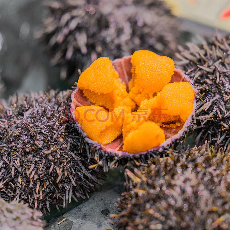 海胆马粪紫胆黄鲜活即食日料现剥刺身冰鲜生鲜食材肉100g